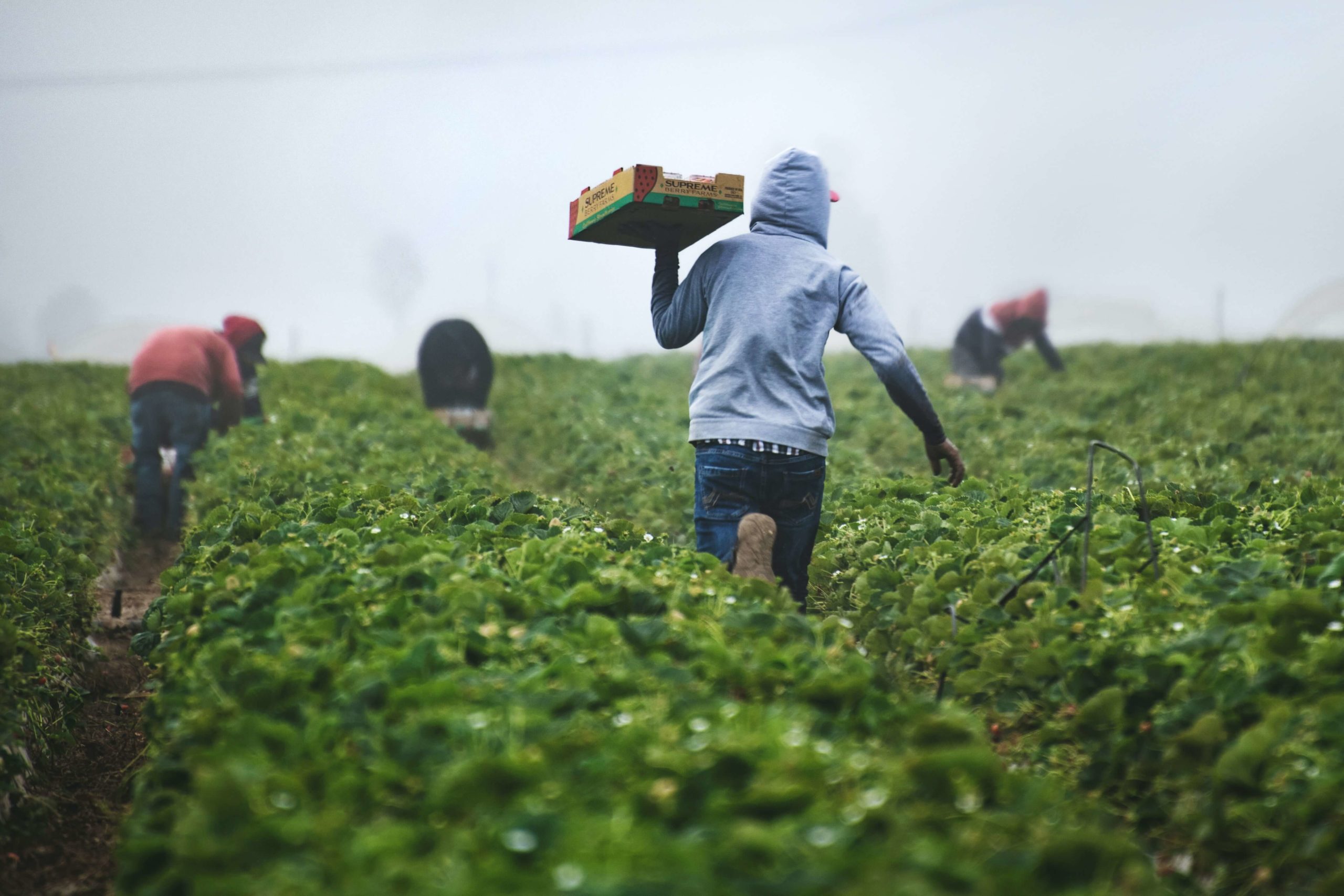 que es la trazabilidad de los alimentos